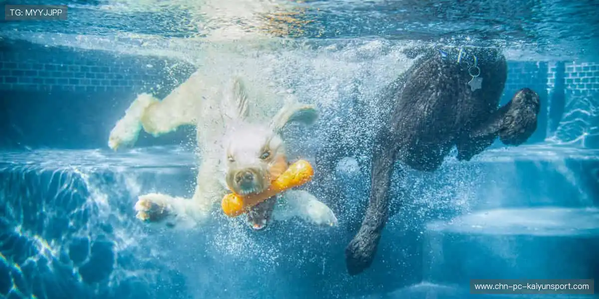 激情永不落幕！⚽ 即刻加入，与千万球迷共享狂欢时刻！